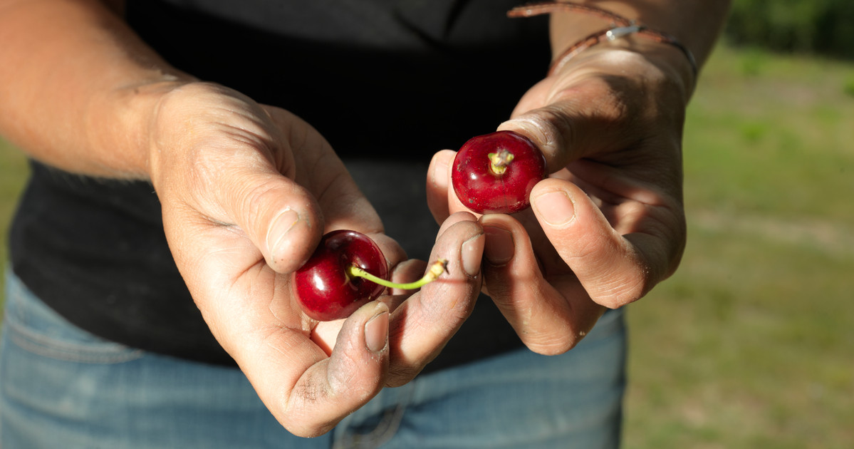 Foto gratis Frutas y verdura carro para descargar